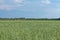 wheat field, skyline, trees and mountains