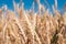 Wheat field, spikelets on the blue sky background. Ukraine