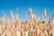 Wheat field, spikelets on the blue sky background. Ukraine