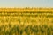 Wheat field with spikelets on front plan and blurred background