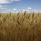 Wheat, field, spikelets, golden, background, harvest, nature, grain, ripe, summer, farm, crop, landscape, agriculture, beautiful,