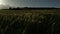 Wheat field..Spikelets of green wheat. field of ripening wheat against the blue sky. farm concept. ecological grain. video