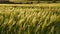 Wheat field..Spikelets of green wheat. field of ripening wheat against the blue sky. farm concept. ecological grain. video