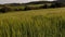 Wheat field..Spikelets of green wheat. field of ripening wheat against the blue sky. farm concept. ecological grain. video