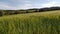 Wheat field..Spikelets of green wheat. field of ripening wheat against the blue sky. farm concept. ecological grain. video