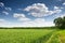 Wheat field in spring, beautiful landscape, green grass and blue sky with clouds