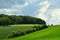 Wheat field in spring, beautiful landscape, green grass and blue sky. Germany.