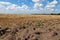 Wheat field with stubble and hay after harvesting the crop, blue sky with white clouds. Ukraine, peace