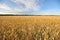 Wheat field in summer