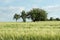 Wheat field in summer