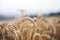 Wheat field in a summer day. Natural background. Sunny weather. Rural scene and shining sunlight. Agricultural