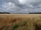 Wheat Field in Summer with Gray Cloudy Sky