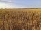 Wheat field Summer Landscape