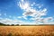 Wheat field with sun anb blue sky, Agriculture industry