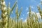 Wheat Field on a Sunny Day With Blue Sky and White Clouds 2