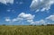 Wheat Field on a Sunny Day With Blue Sky and White Clouds 4