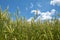 Wheat Field on a Sunny Day With Blue Sky and White Clouds 5