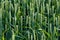 Wheat field sunny day summer texture