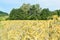 Wheat field in a sunny summer day. Cereal farming agriculture in Romania