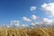 Wheat field on a sunny summer day with sky in the clouds