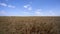 Wheat field in sunny weather 4K