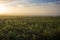 Wheat Field At Sunrise In The American Midwest