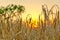 Wheat field at sunset