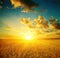 Wheat field at sunset