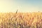 Wheat field at sunset. Agriculture, harvest concept
