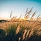 Wheat field at sunset with blue skies