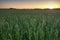 Wheat field at sunset, Midwest, USA