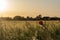 Wheat field in sunset, poppy flower, springtime