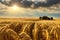 Wheat field at sunset. Ripe ears of golden wheat close-up.