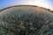 Wheat field at sunset shoot with a fisheye lens