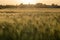 Wheat field in sunset, springtime