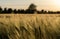 Wheat field in sunset, springtime