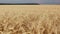 Wheat field at sunset in summer. Golden ears of wheat are moving in strong wind