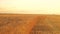 Wheat field during sunset. Yellow field of wheat, agriculture. Beautiful summer landscape of wheat field. Farm wheat