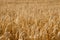 Wheat field texture