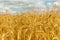 Wheat Field Texture Background with Ripening Ears