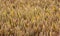 Wheat field with thick ripe ears, back lighted