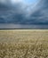 Wheat field and thundercloud