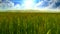 Wheat field timelapse clouds