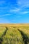 Wheat field tracks with a clear sky in spring