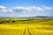 Wheat Field and tracks in summer. Tuscany, Italy