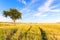 Wheat field tracks, tree and clear sky in spring