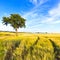 Wheat field tracks, tree and sky in spring. Rural Landscape.