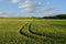 Wheat field and tractor\'s tracks