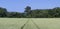 Wheat Field with Tractor Tracks