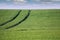 Wheat field with tractor trail and blue sky